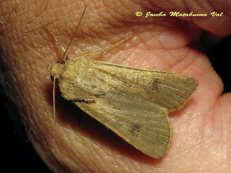 Caradrina sp.? No, Agrotis sp. - Noctuidae